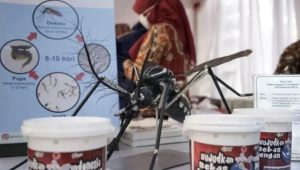 Penjelasan Nyamuk ber-Wolbachia Membawa virus LGBT