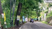 Baliho dan spanduk terpasang di pohon dengan cara di paku menghiasi jalan Palabuhanratu - Cisolok, Sukabumi.
