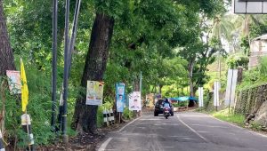 Pohon di Palabuhanratu Kembali Jadi Sasaran Pemasangan APK Caleg