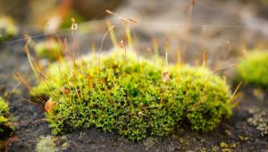 Ini 7 Bahan Alami Musnahkan Rumput Liar dari Kebun dan Pekarangan Rumah