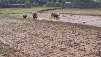 Lahan Pertanian Kota Sukabumi