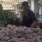 Pedagang Ayam Pasar kota Sukabumi