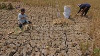 Petani alami gagal panen akibat El Nino di Jawa Tengah , 22 Agustus 2023. (Antara/Anis Efizudin)