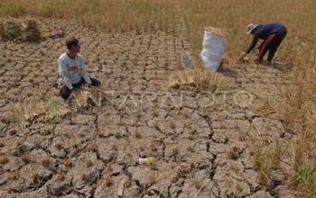 Petani alami gagal panen akibat El Nino di Jawa Tengah , 22 Agustus 2023. (Antara/Anis Efizudin)