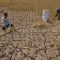 Petani alami gagal panen akibat El Nino di Jawa Tengah , 22 Agustus 2023. (Antara/Anis Efizudin)