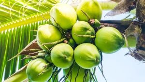 Simak, 8 Manfaat dari Air Kelapa Bagi Kesehatan, Berikut Penjelasannya