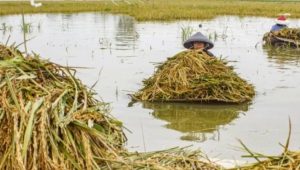 Puluhan Hektare Lahan Sawah di Karawang Terendam Banjir