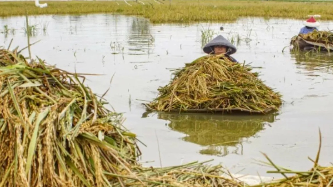 Sawah terendam banjir (M Ibnu Chazar/dok)