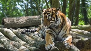 Setahun, 3 Harimau Sumatera Mati di Medan Zoo, BKSDA Ingatkan Soal Ini