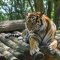 Kematian Nurhaliza atau Putri seekor harimau Sumatera di Medan Zoo ternyata bukan satu-satunya pada tahun 2023. Menurut catatan Balai Besar Konservasi Sumber Daya Alam (BKSDA)