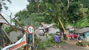 Pohon Tumbang di Cikakak Rusak Dua Rumah, Aliran Listrik Padam Arus Lalu Lintas Sempat Terhambat