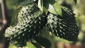 Ini 5 Manfaat Buah Sirsak untuk Tubuh, Bisa Melawan Bakteri