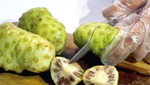 Simak Manfaat Tersembunyi Jus Mengkudu, untuk Awet Muda
