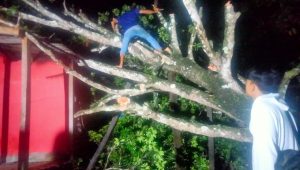 Brak.. Pohon Sawo di Cidadap Tumbang Menimpa Rumah Warga