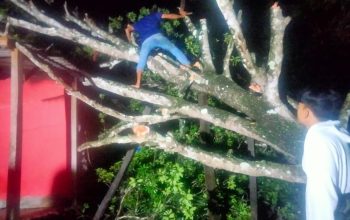 Sebuah bangunan rumah di bagian dapur warga Pamoyanan, Desa Cidadap, Kecamatan Simpenan, Kabupaten Sukabumi nyaris ambruk setelah bagian atap tertimpa pohon tumbang.