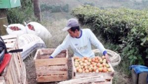 Petani Tomat di Goalpara Sukabumi Keluhkan Serangan Hama Ulet