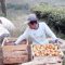 DIPANEN : Petani sayuran di perkebunan Goalpara, Desa Langensari, Kecamatan Sukaraja, saat panen tomat.