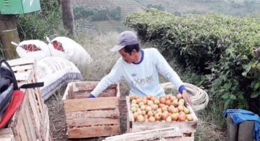 DIPANEN : Petani sayuran di perkebunan Goalpara, Desa Langensari, Kecamatan Sukaraja, saat panen tomat.
