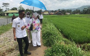MENINJAU : Anggota DPRD Provinsi Jawa Barat yang juga sebagai kader Gerindra Lina Ruslinawati pada saat meninjau langsung lahan pertanian milik Desa Sasagaran yang dikaryakan jadi ladang pertanian masyarakat. 