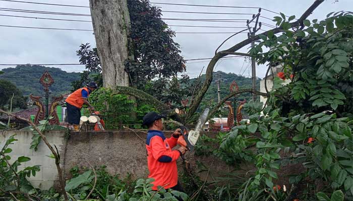 BPBD Kota Sukabumi Pohon Tumbang