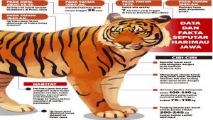 Jejak Harimau Jawa Masih Ada, Sejarah Hingga Dipunahkan Belanda