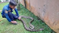 Tim Animal Rescue Kota Sukabumi Taklukkan 98 Ular