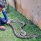 Tim Animal Rescue Damkar Kota Sukabumi
