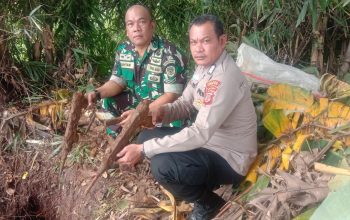 DIAMANKAN : Babinsa dan Bhabinkamtibmas saat mengamankan senjata laras panjang yang ditemukan dalam tanah di Kampung Cimahi, RT 02/RW 01, Desa Selajambe, Kecamatan Cisaat, Kabupaten Sukabumi.(Foto :ist)
