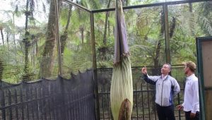 Bunga Bangkai Tertinggi Mekar di Kebun Raya Cibodas