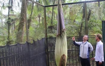 Bunga bangkai raksasa di Kebun Raya Cibodas, Cianjur, Jawa Barat, diperkirakan mekar akhir bulan April, sehingga dapat menjadi daya tarik bagi wisatawan. (Ahmad Fikri)