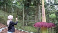 Pengunjung melihat lebih dekat bunga bangkai raksasa yang mekar di Kebun Raya Cibodas, Cianjur, Jawa Barat, hanya terpisah beberapa meter. (Ahmad Fikri)