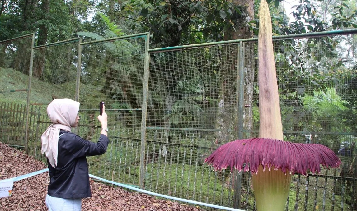 Pengunjung melihat lebih dekat bunga bangkai raksasa yang mekar di Kebun Raya Cibodas, Cianjur, Jawa Barat, hanya terpisah beberapa meter. (Ahmad Fikri)