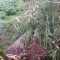 POHON TUMBANG : Suasana pohon mani’i pasca ditebang di lahan milik Bupati Sukabumi, Marwan Hamami yang menewaskan dua warga di Kampung Babakan Gudawang, RT 11/004 Desa Cikaret, Kecamatan Kebonpedes, Kabupaten Sukabumi.(FOTO : UNTUK RADAR SUKABUMI)