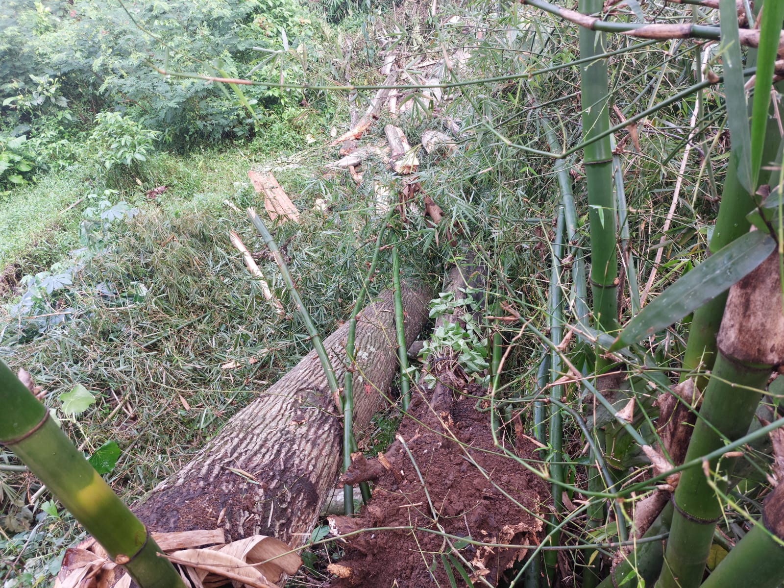 POHON TUMBANG : Suasana pohon mani’i pasca ditebang di lahan milik Bupati Sukabumi, Marwan Hamami yang menewaskan dua warga di Kampung Babakan Gudawang, RT 11/004 Desa Cikaret, Kecamatan Kebonpedes, Kabupaten Sukabumi.(FOTO : UNTUK RADAR SUKABUMI)