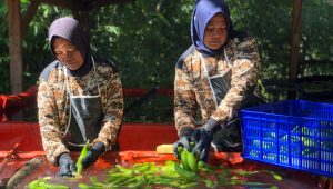 Lahan Tora di Warungkiara Sukabumi Dimanfaatkan Warga Untuk Perkebunan Pisang Cavendish