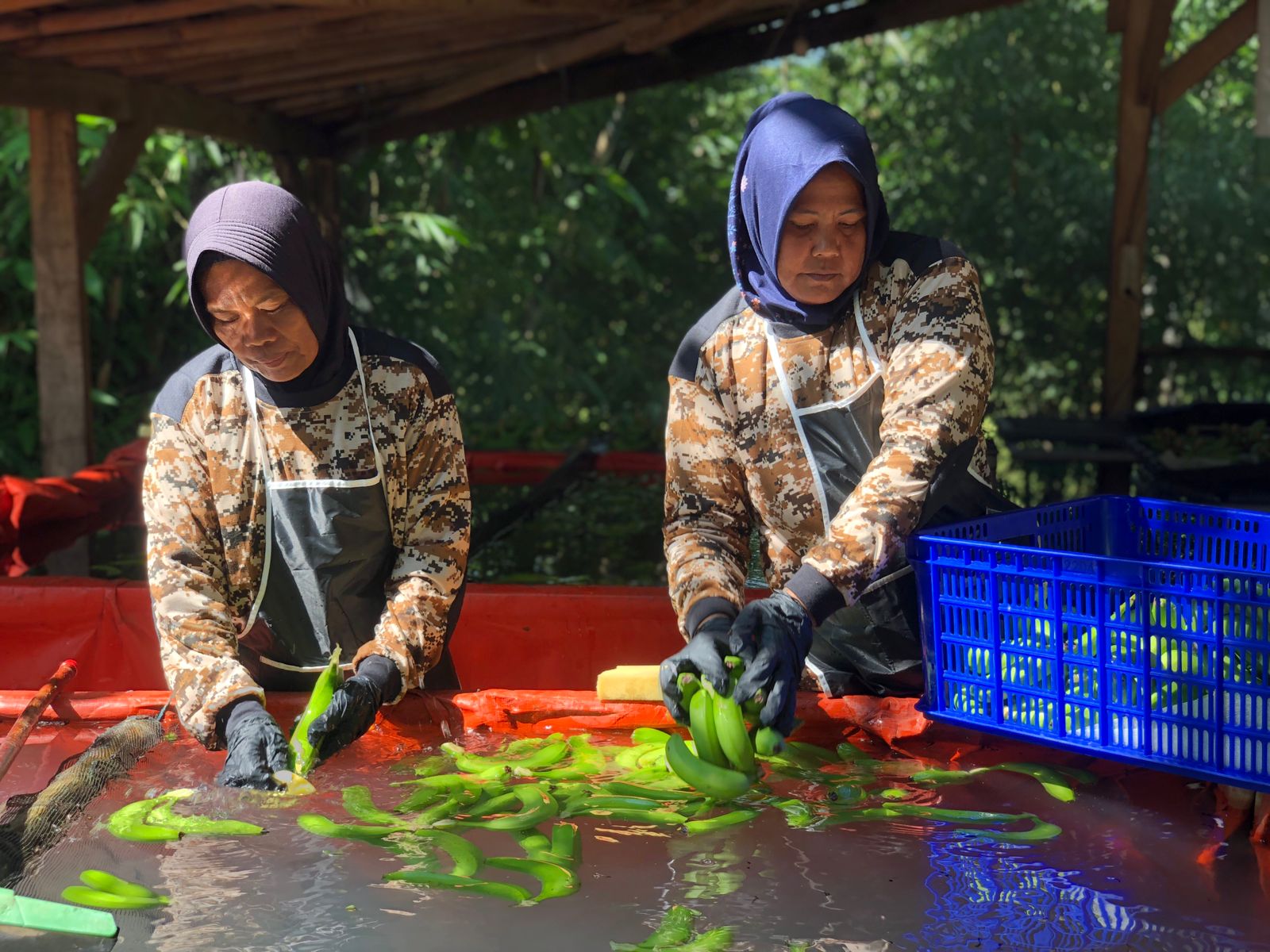DIPANEN : Petani asal Kampung Lio, Desa Sirnajaya, Kecamatan Warungkiara, Kabupaten Sukabumi, saat memanen pisang cavendish.(FOTO : DENDI/RADAR SUKABUMI)