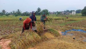 Babinsa Koramil Parungkuda Sukabumi Gencarkan Pendampingan Ketahanan Pangan