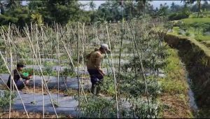 DIPANEN : Petani saat memanen tanaman cabai yang diserang hama patek di Kampung Selajambu, Kedusunan Bojongringkung, Desa Sasagaran, Kecamatan Kebonpedes, Kabupaten Sukabumi. (Foto : ist)