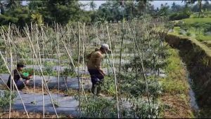 Kondisi Petani Sasagaran Sukabumi Merugi usai Tanaman Cabainya Diserang Hama Patek