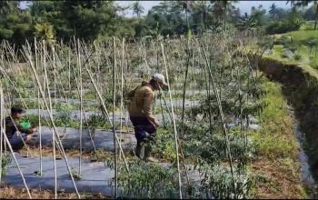 DIPANEN : Petani saat memanen tanaman cabai yang diserang hama patek di Kampung Selajambu, Kedusunan Bojongringkung, Desa Sasagaran, Kecamatan Kebonpedes, Kabupaten Sukabumi. (Foto : ist)