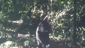 Penampakan Macan Tutul dan Macan Kumbang Terekam CCTV di Gunung Gede Pangrango
