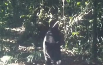 Macan kumbang terpantau dari kamera pemantau yang dipasang Balai Besar Taman Nasional Gunung Gede Pangrango, Cianjur, Jawa Barat.(Ahmad Fikri)