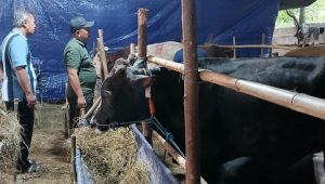 5 Tips Kurban Mudah, Cepat, Harga Terjangkau, Pilih Lembaga untuk Berkurban yang Terpercaya