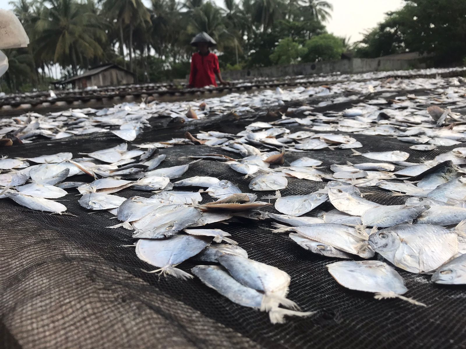 PENGGARAMAN: Seorang pekerja mengasinkan ikan laut hasil tangkapan nelayan Palabuhanratu.