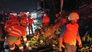 Kronologis Bikers Bogor Tewas Tertimpa Pohon Tumbang