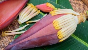 Mengupas Khasiat dan Nutrisi Bunga Pisang