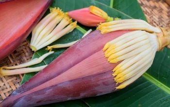 Bunga Pisang