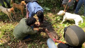 DITANGKAP : Tim pemburu saat menangkap babi hutan di Kampung Sundawenang, RT 25/RW 11, Desa Sundawenang, Kecamatan Parungkuda, Kabupaten Sukabumi, pada Selasa (24/06).(FOTO : UNTUK RADAR SUKABUMI)
