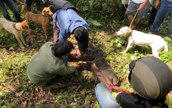 DITANGKAP : Tim pemburu saat menangkap babi hutan di Kampung Sundawenang, RT 25/RW 11, Desa Sundawenang, Kecamatan Parungkuda, Kabupaten Sukabumi, pada Selasa (24/06).(FOTO : UNTUK RADAR SUKABUMI)