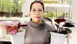 Uniknya Merawat Si Merah Muda Calathea, Cukup Diangin-angin, Bisa Cerahkan Suasana Rumah